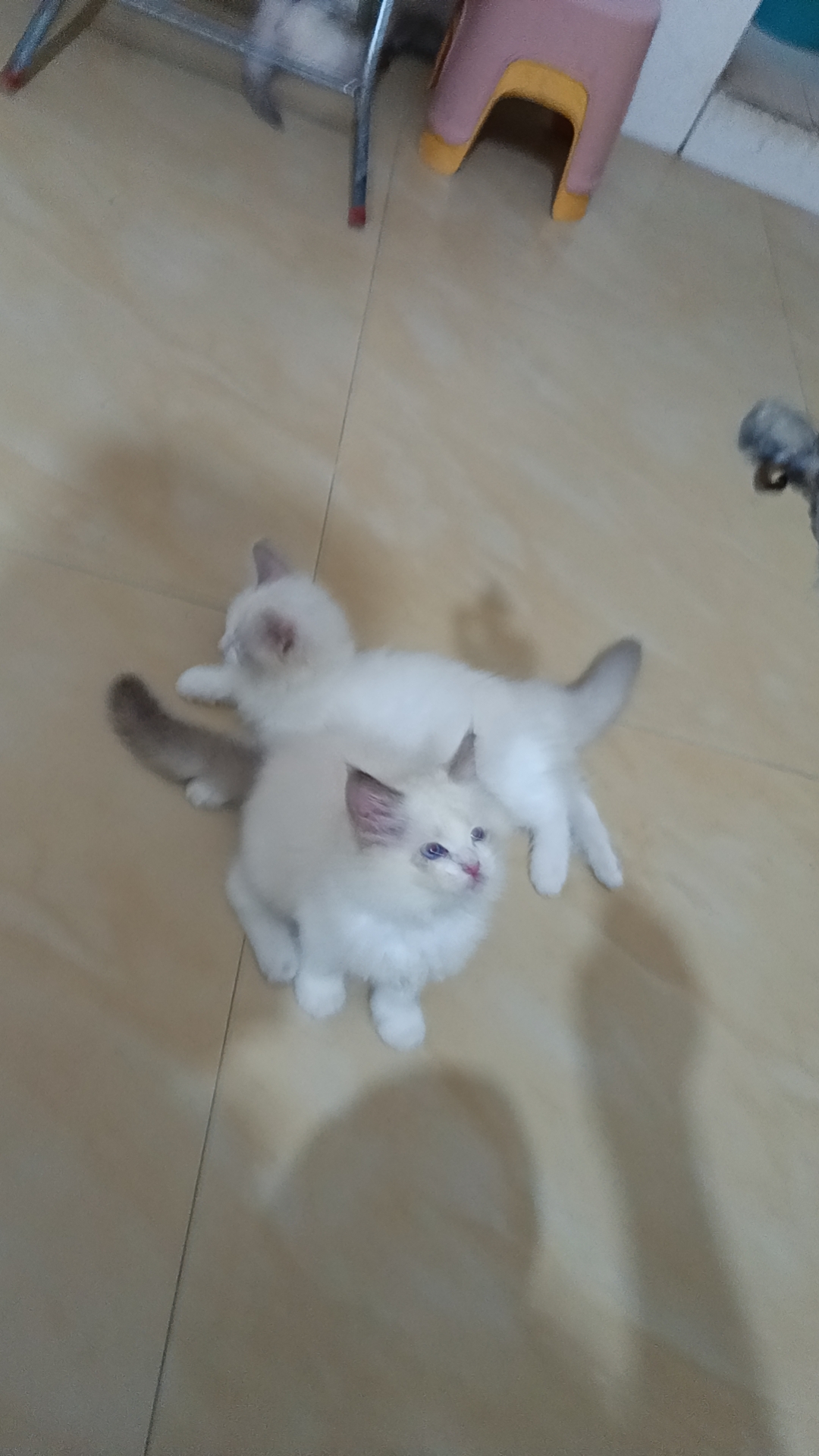 布偶猫
